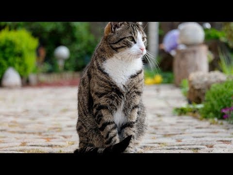 How to Deal with Cat Food Allergies - Managing Your Pet’s Allergies with Medical Intervention