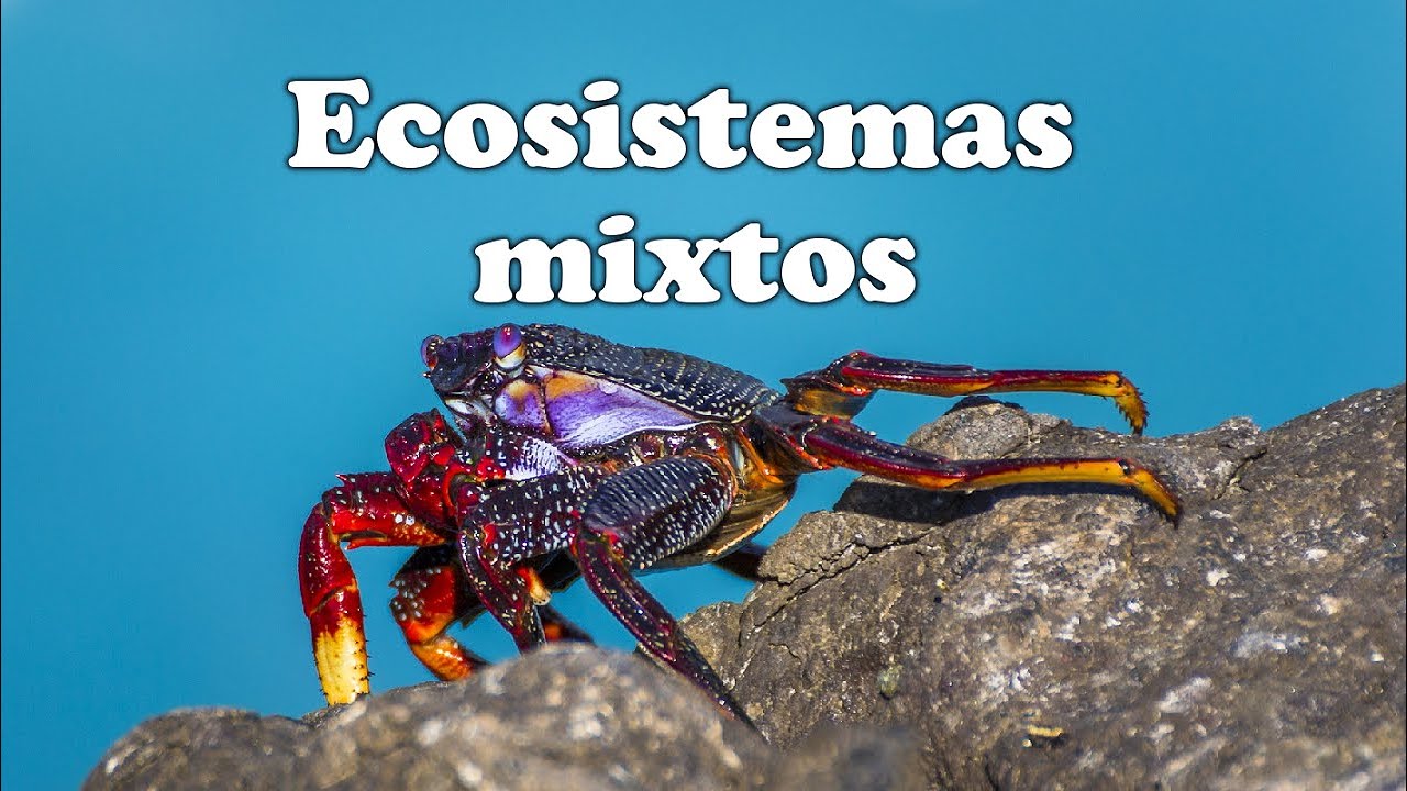 ¿Qué son los ecosistemas mixtos ║ ¿Qué tipos de ecosistemas mixtos existen