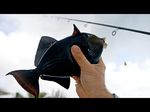 Catching Beautiful Bahamas Reef Fish | Coastlines - Episode 4