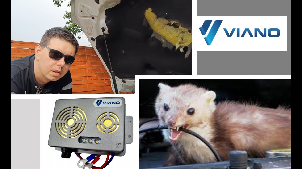 Jak uchronić się przed szkodnikami  Propozycja firmy Viano.
