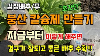 배추무 붕소칼슘제 만들기 배추 결구가 잘되고 통큰배추 수확해요 #배추칼슘제 #붕산칼슘