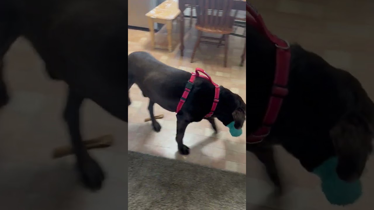 Enlarge Hunter, a ADOPTABLE Labrador Retriever in Warrington, PA video 4/5