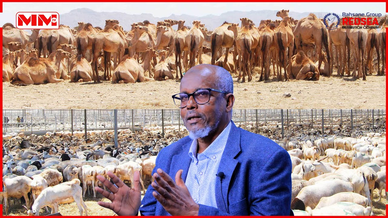 Maxay tahay caqabadaha haysta dhaqashada Xoolaha?