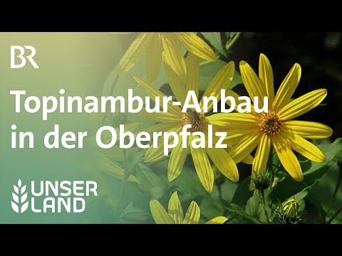 Seltene Knolle: Lohnt der Anbau von Topinambur? | Unser Land | BR Fernsehen