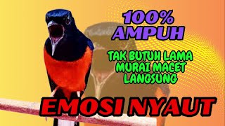 Download lagu PANCINGAN PAGI-PAGI AGAR MURAI GACOR❗❗ MURAI DIAM PASTI NYAUT EMOSI❗❗❗ mp3 Download lagu PANCINGAN PAGI-PAGI AGAR MURAI GACOR❗❗ MURAI DIAM PASTI NYAUT EMOSI❗❗❗ mp3