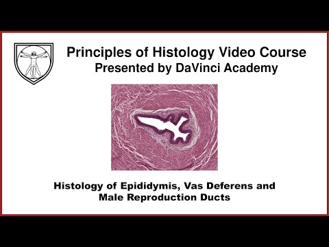 Histology of Epididymis, Vas Deferens and Male Repro Ducts [Male Reproductive Histology Part 3 of 4]