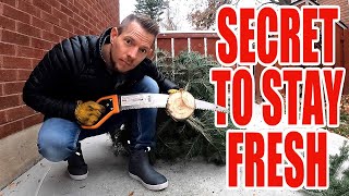 Keeping Your Christmas Tree ALIVE