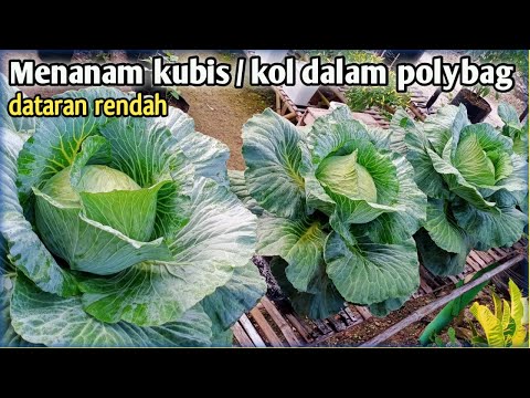 Planting cabbage in polybags in the lowlands