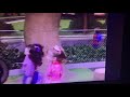 Barney Friends Season 1 Ep 11 What S That Shadow Did You Ever See A Lassie