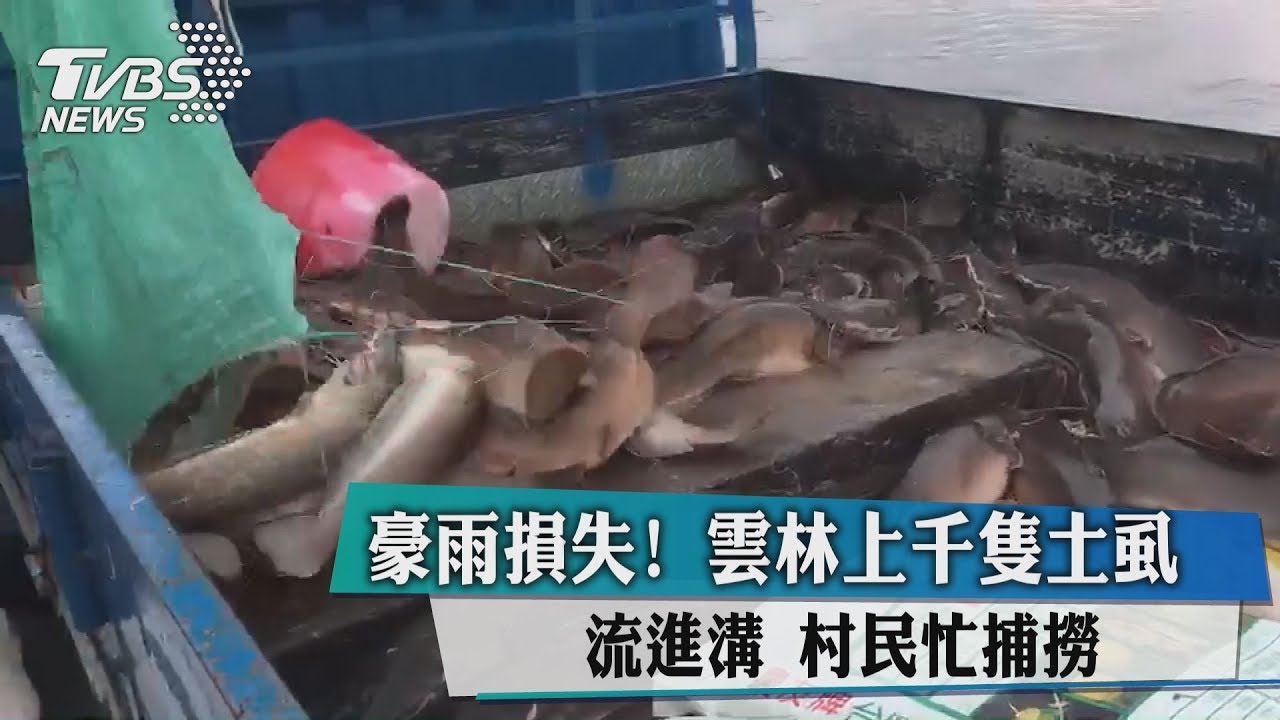 豪雨損失！雲林上千隻土虱流進溝　村民忙捕撈