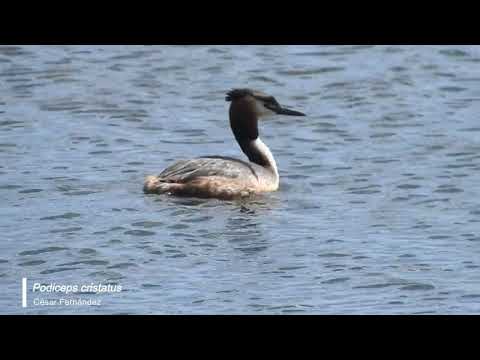 Vídeo de Podiceps cristatus. <em>© César Fernández González