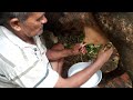 How To Do Fast Cow Milking By Hand Full Milking Video