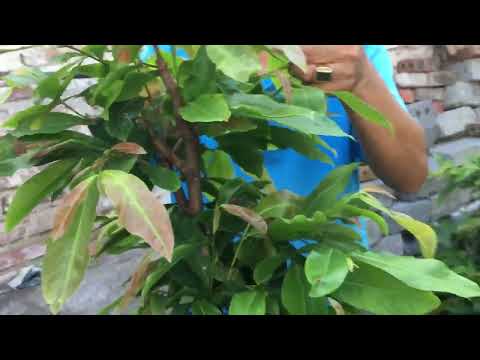 Bấm chặn đọt và tươi phân hữu cơ