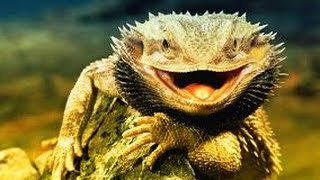 США 466: жуткие рептилии атакуют Кремниевую Долину - змеи, ящеры, жабы - нет от них спасения