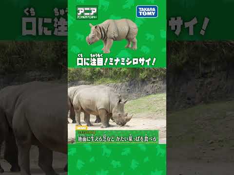 【アニア研究所】　まるで掃除機！？ミナミシロサイの口　#アニア #タカラトミー #shorts #アドベンチャーワールド