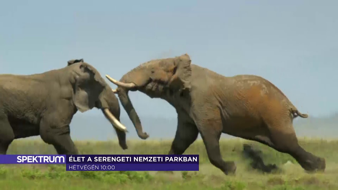 Élet a Serengeti Nemzeti Parkban