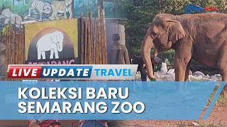 2 Gajah Sella dan Bona Hadir di Semarang Zoo, Hibah dari TWC Borobudur yang Lengkapi Koleksi