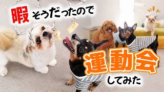 犬たちと運動会！…のはずが、なかなか始まらない😂最後はどうなる？
