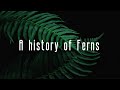 History of Fern craze