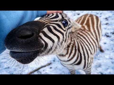 My Zebra Got Frostbite (amputation tutorial)