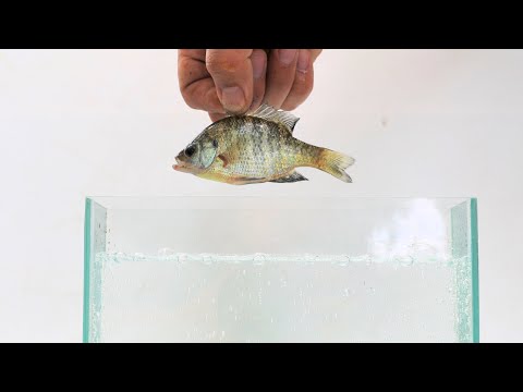 極度の砂漠で発見された「小さな魚」