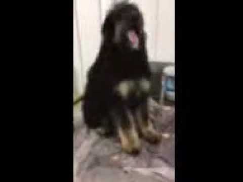 Perry - Bernedoodle puppy for sale