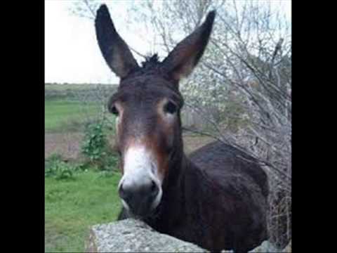 DANY BALA E META SAFADAO AI VAI O BURRO  MUSICA NOVA DE 2015