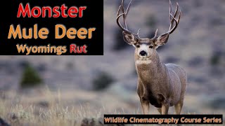 Revealed Footage of the Wyoming Mule Deer Rut