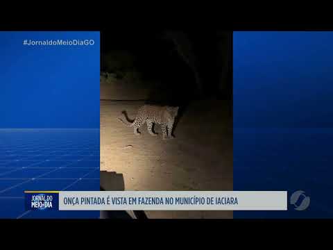 Onça-pintada é vista em fazenda no município de Iaciara
