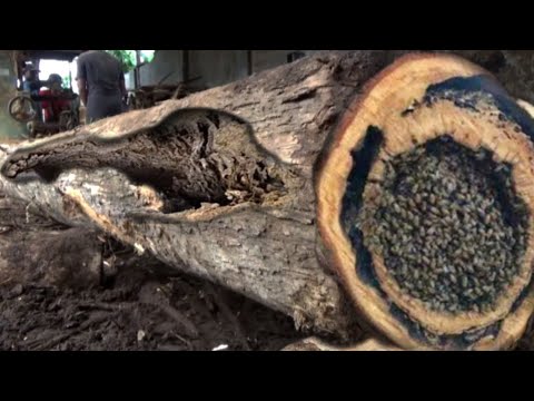Incredible Woodworking Craftsmanship! Century-Old Teak Wood Shows Its True Beauty at the Sawmill