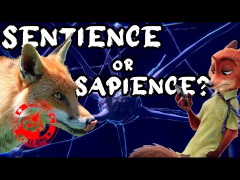 Sentient or Sapient - What's the Difference? | Sentience in Animals Explained