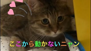 ひんやりシートで休んでる猫のゆめちゃん🐈