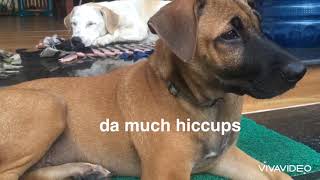 My dog Hiccups