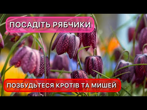 Секрет посадки рябчиків (фрітіларії). Агротехніка для розкішного цвітіння