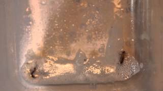 How to  get rid of and KILL EARWIGS EARWIG KRYPTONITE