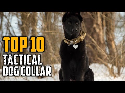 Top 10 Best Tactical Dog Collars in 2024
