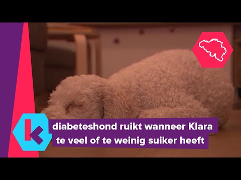 , title : 'Klara heeft een hond die haar helpt met haar suikerziekte'