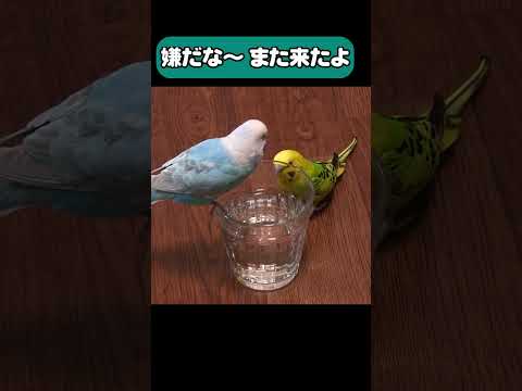 園芸 鳥にとって四季を通じて水が与えられる