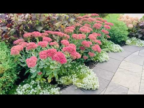 セダム「オータムジョイ」 植物