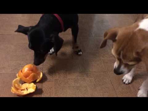 dogs smell orange peels