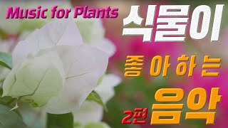 식물이 좋아하는 음악 2편 Music for Plants 