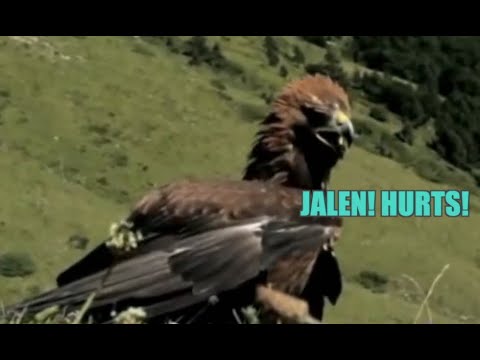 Animals Watching Football - Week 1