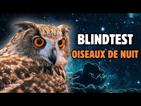 Reconnaître les chants d'oiseaux de nuit spécial CHOUETTE et HIBOU - Blindtest seconde édition 
