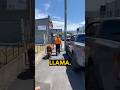 #australia #shorts #animals #llama #alpaca #funny #viralvideo #funnyshorts #youtubeshorts #omg #wtf