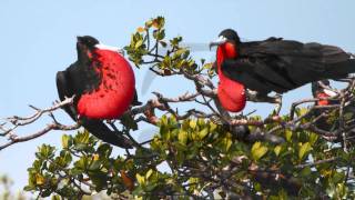 preview picture of video 'Magnificent Frigatebirds Cortez, Florida'