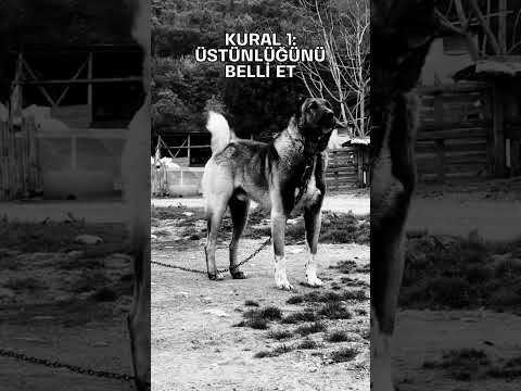 Sınıfın Yeni Üyesi Ahmet