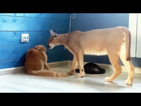 CARACAL WAS AFRAID OF MAINE COONS