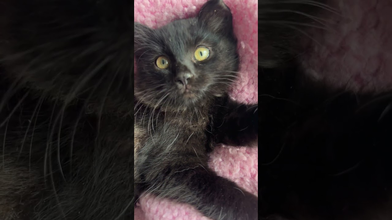 Duchess (long fur) smoke color **VIDEO**, an adopted Domestic Long Hair in Port Orange, FL video 5/5