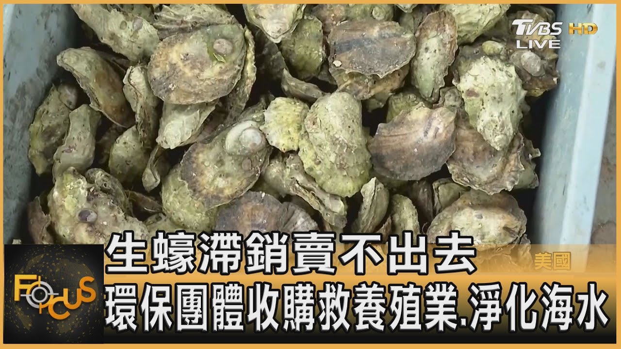 生蠔滯銷賣不出去 環保團體收購救養殖業、淨化海水