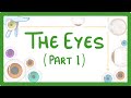 GCSE Biology - How the Eye Works (Part 1) - Structure of the Eye & Iris Reflex  #31